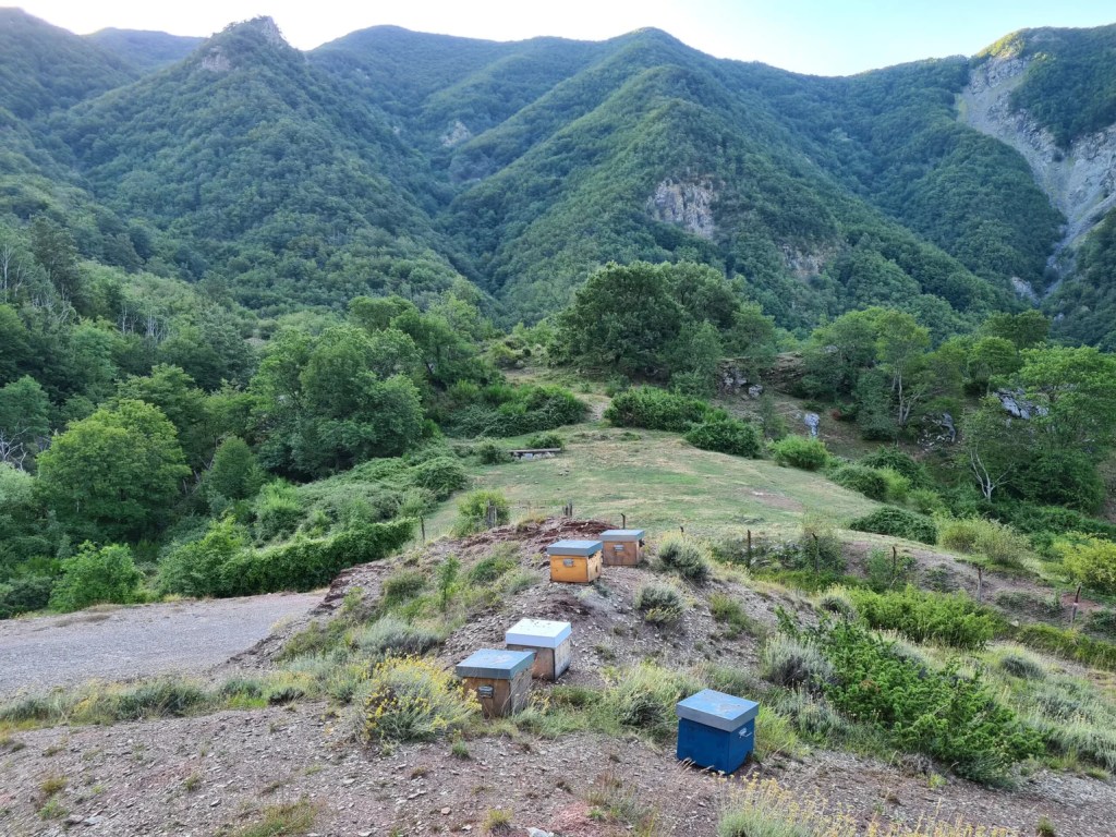 Apicoltura Regnani Leandra